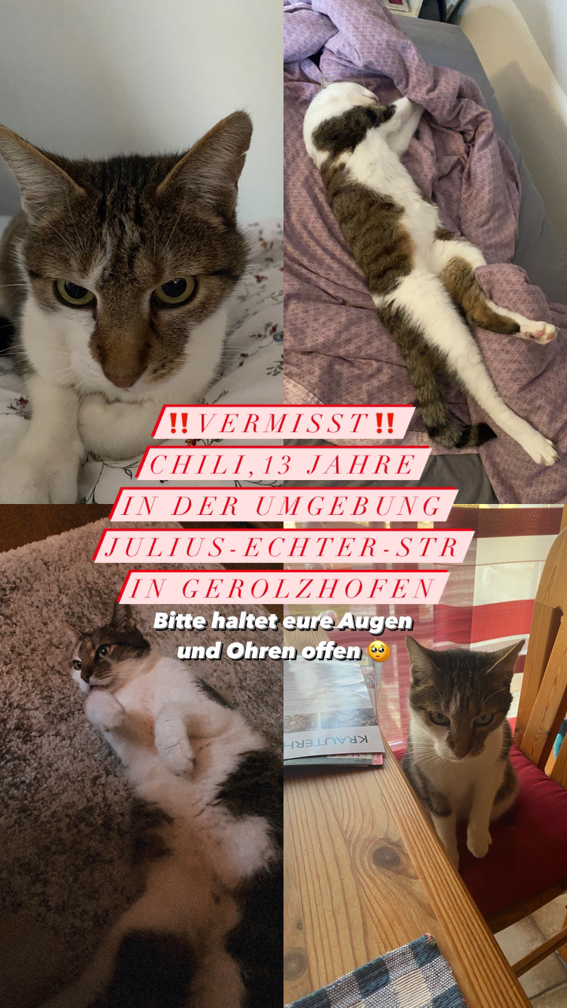 Kater Chili in 97447 Gerolzhofen vermisst