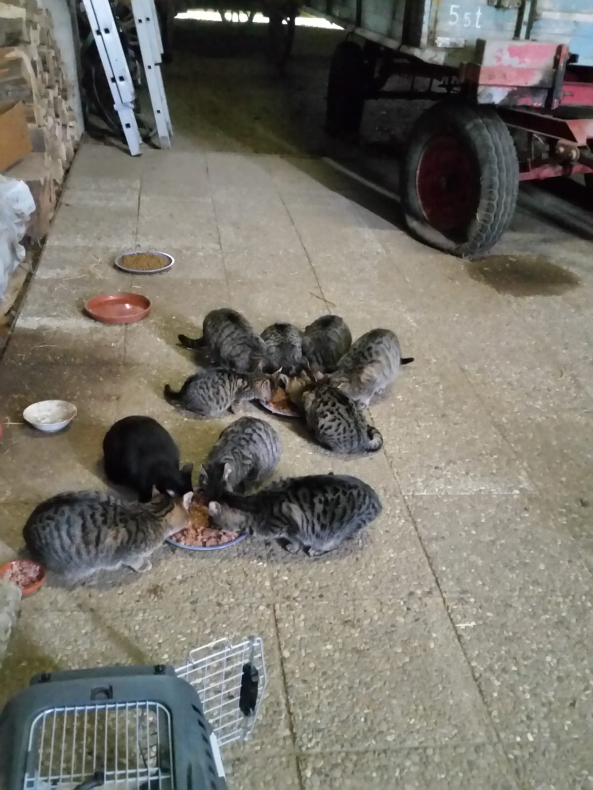 -vermittelt- Zuhause für 15 Hofkatzen gesucht (auch getrennt)