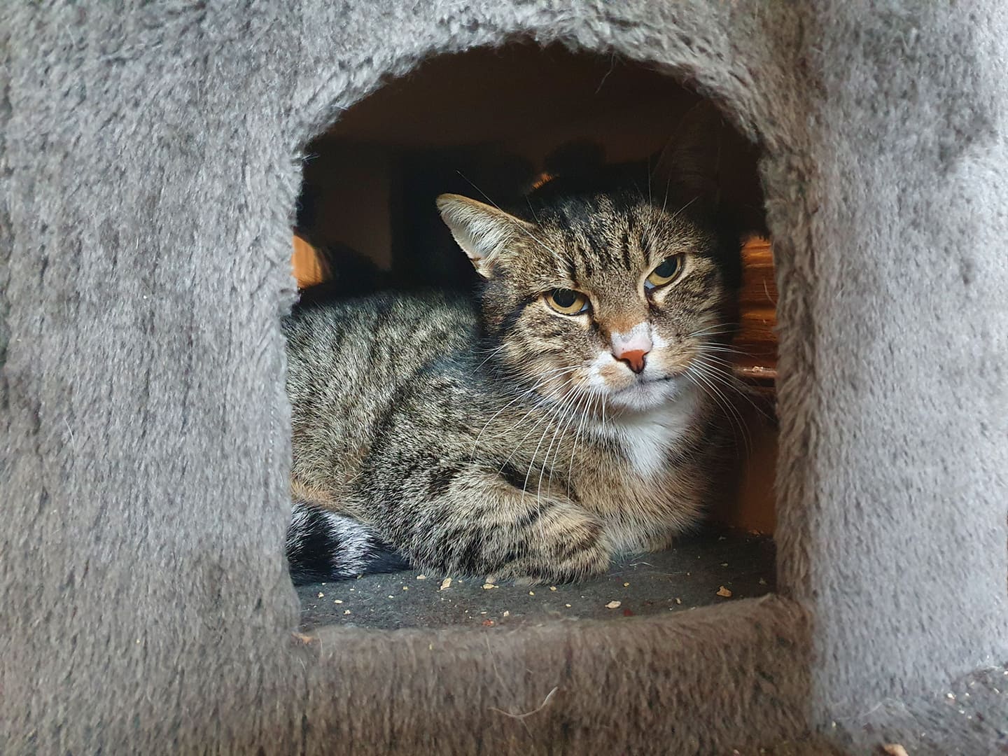 Ältere Katze Adelheid auf Pflegestelle eingezogen