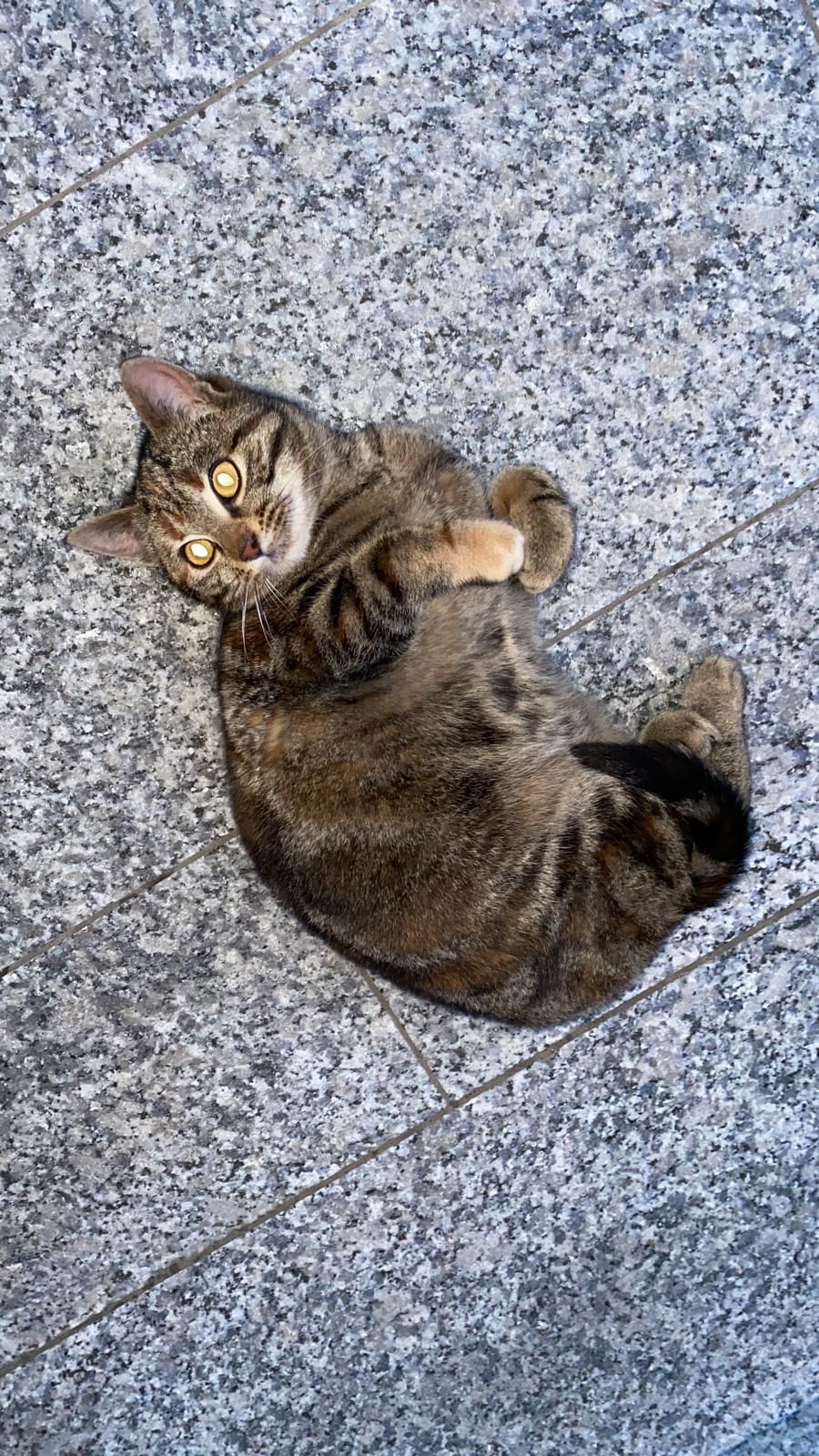 Jungkatze in Prappach entlaufen