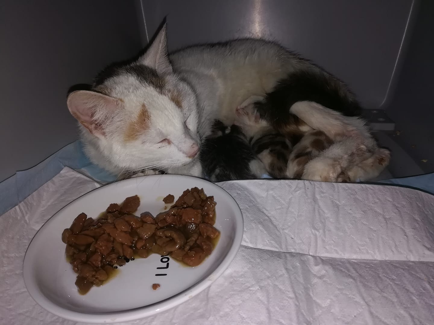 Emmas Babys sind geboren