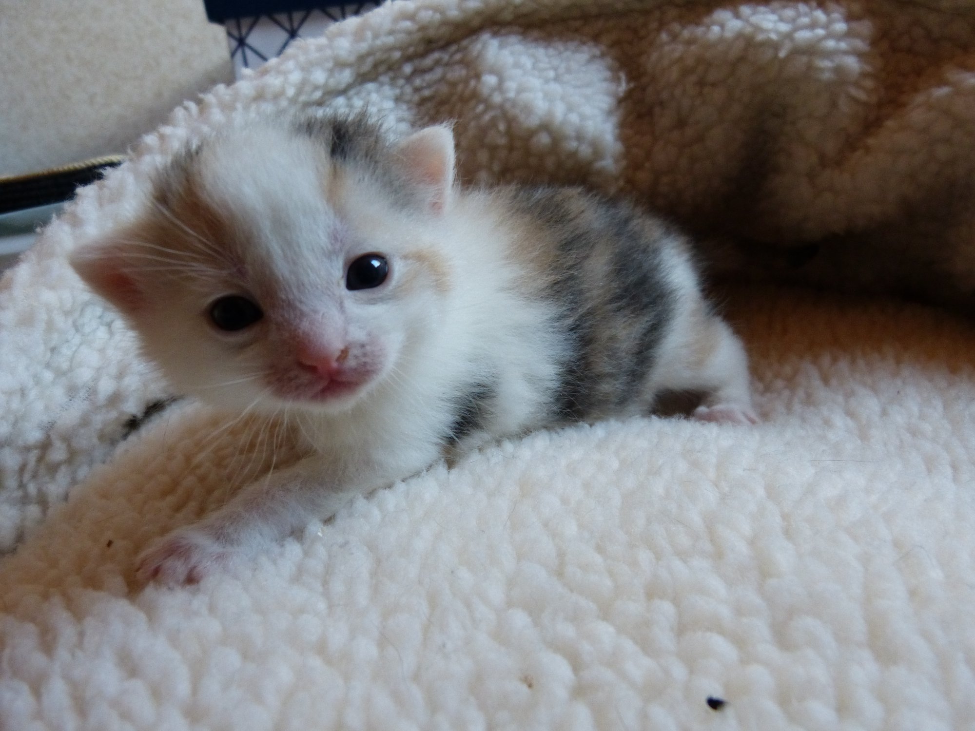 Hier kommen Emmas Babys (: