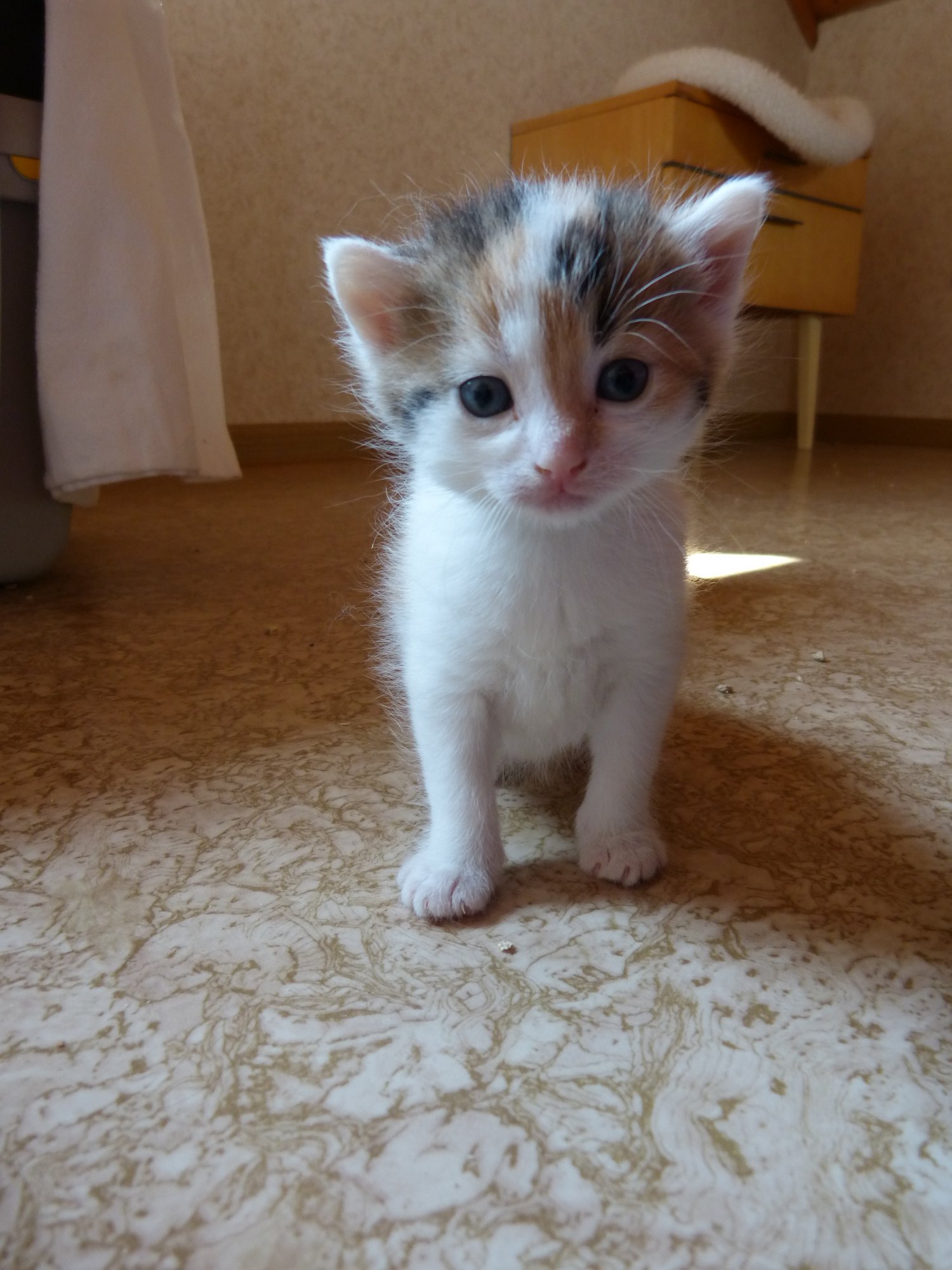 Wer möchte die kleine Katzenfamilie mit Futter unterstützen ?