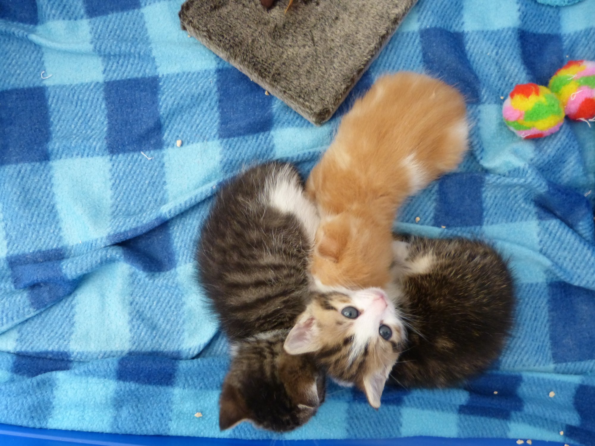 Ein großes Dankeschön