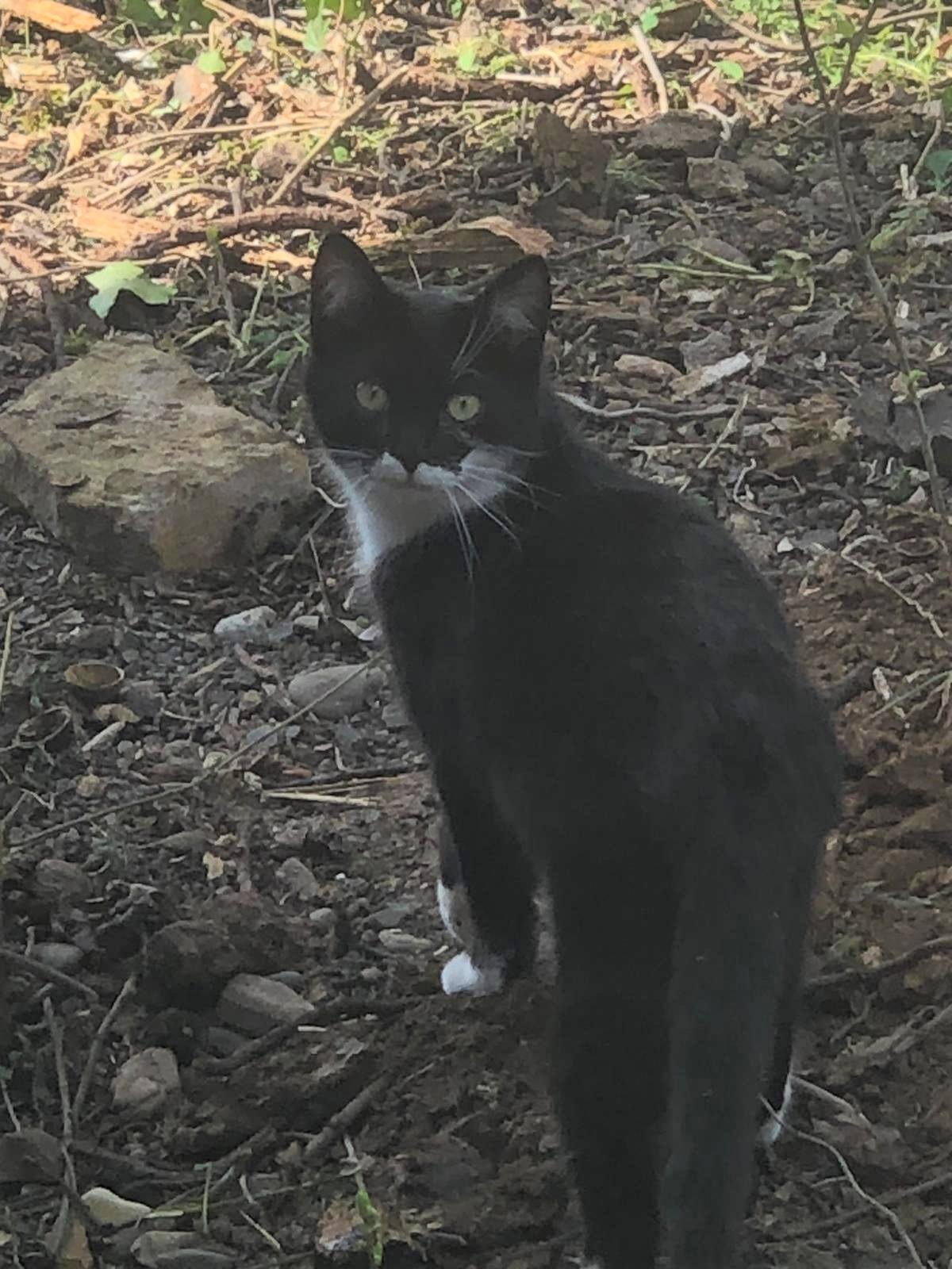 Verwilderte Katzen suchen ein „Draußen-Zuhause“ bzw finanzielle Unterstützung