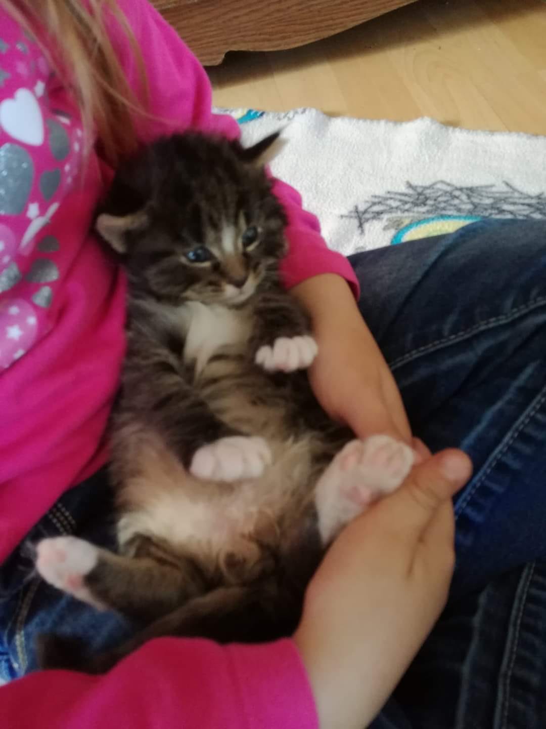 Grüße von Dustin, dem kleinen Kater