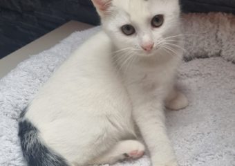 -vermittelt- Alfie (* geb. 09/2023) – Zuverlässige Haushaltehilfe sucht neuen Aufgabenbereich