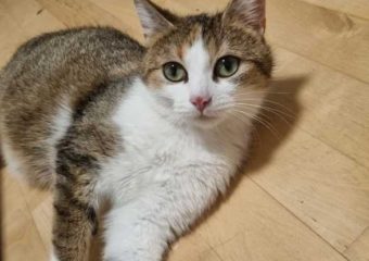 -vermittelt- Dreifarbige Schönheit sucht Seelenverwandte