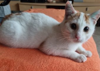 -vermittelt- Amadeus (*geb. 08/2023) – Kleiner Charmeur möchte gerne ganz viel Liebe im neuen Heim verteilen