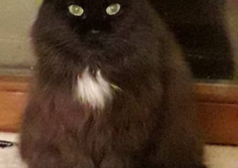 -vermittelt- Black Lady Amy ca. 7 Jahre alt, sucht ein Zuhause mit Freigang