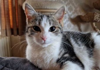 -vermittelt- Angel (w, geb. 04/22) kinderliebes Engelchen sucht