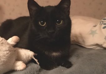 -vermittelt- Annie (geb.*07/22) kleiner Engel sucht ihre Familie