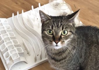 -vermittelt- Antonia, verschmuste braungetigerte Katzendame (4/2021) ist auf der Suche nach einem „für-immer-Zuhause“ als Einzelkatze mit Freigang