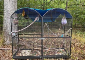 Auswilderung von Eichhörnchen Otto, Hansi, Carlos