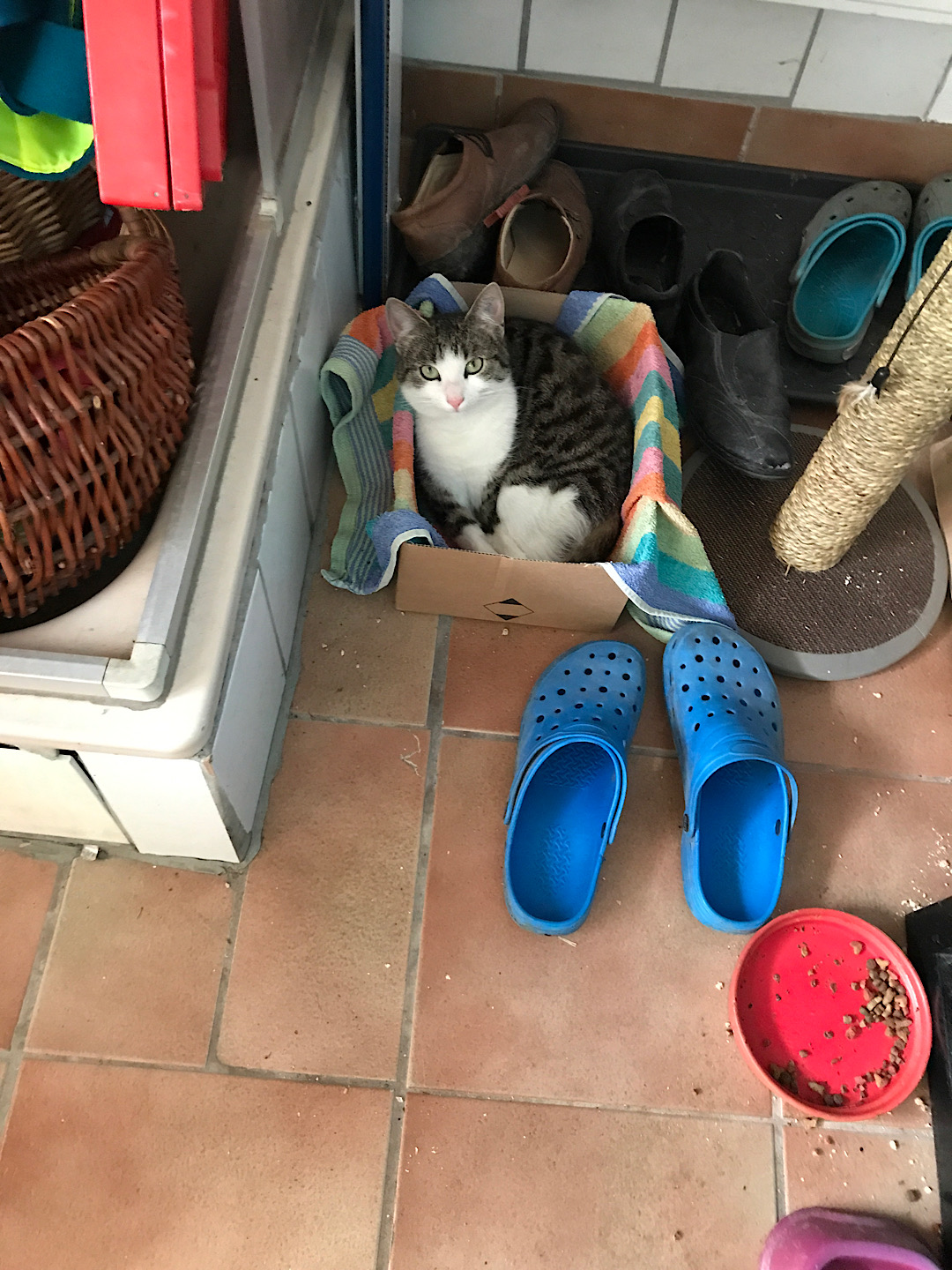 Katze Minka in 97631 vermisst