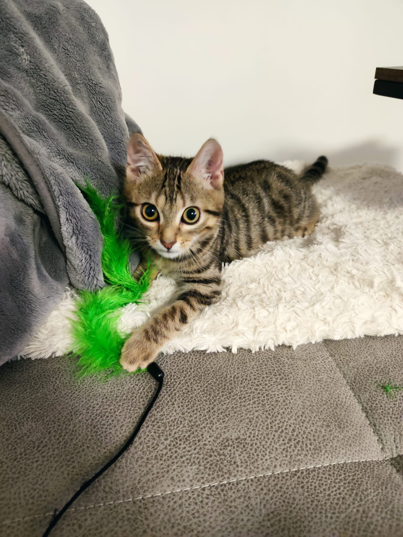 -vermittelt- Ataxiekätzchen Becks (m, 04/21) sucht liebevolles Zuhause