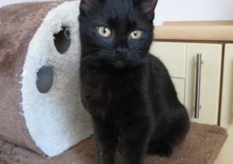 Benja (m) (*geb. 08/2022) sucht menschliche und kätzische Kuschelpartner -vermittelt-