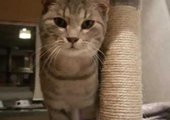 -vermittelt- Benny (*geb. 07/22)