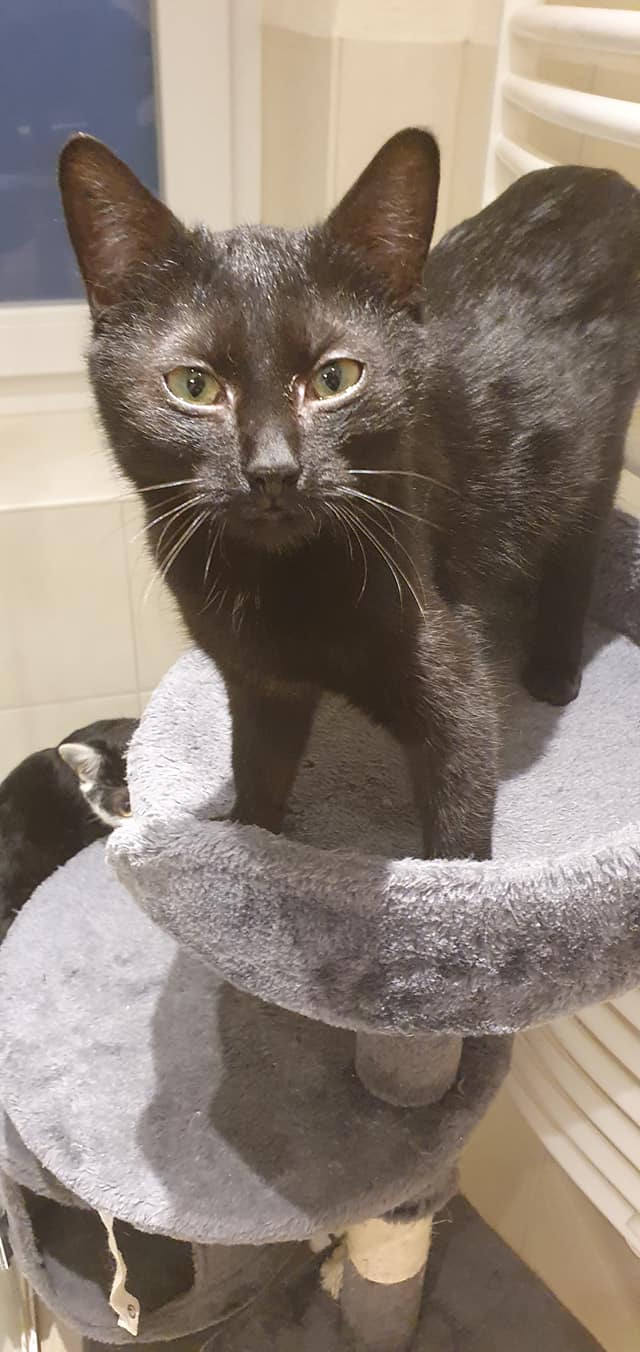 Beatrix (geb 2021) sucht liebe Menschen zum spielen und schmusen