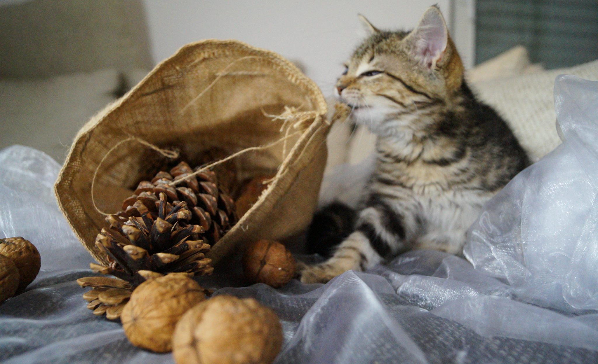 Wunschzettel der Tierhilfe Miezen