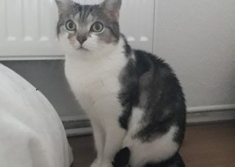 -vermittelt- Bonnie und Clyde (*geb. 2012) suchen ihr „Für immer Zuhause“