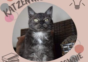 Katzenwissen mit Brownie