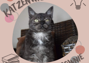 Katzenwissen mit Brownie