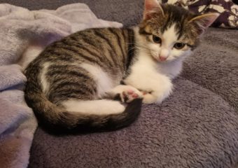 -vermittelt- Bruce (* geb. 10/2023) – Süßer Knopf mit Baby-„Allüren“ sucht gemütlich-kuscheliges Heim