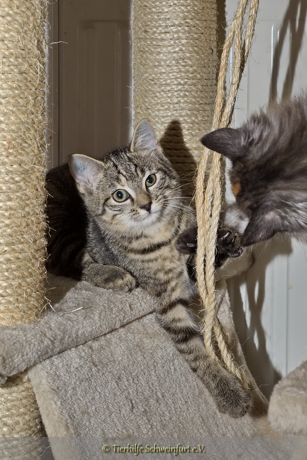 -vermittelt- Buffy (05/15) – neugieriges Katzenmädchen sucht Heim