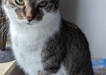 Kleine Katze Carmen in 97422 Schweinfurt vermisst