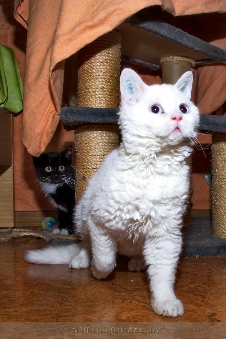 -vermittelt- Selkirk Rex Cedric (geb. 04/14) – süße Knuschkugel sucht Familie