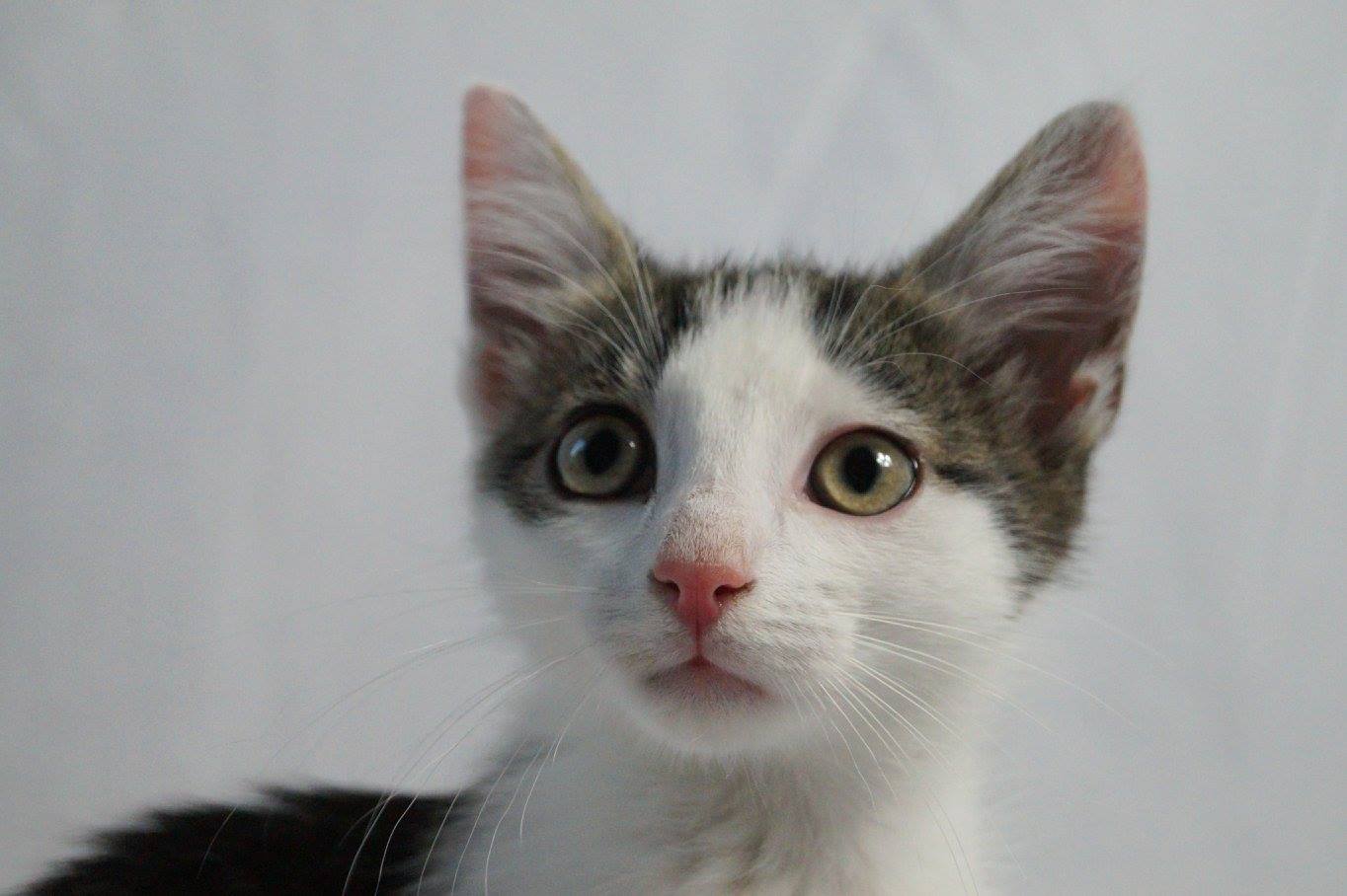 -vermittelt- hundeverträgliche Celine (geb. 04/15) – liebes verspieltes Katzenmädchen sucht Platz an der Sonne