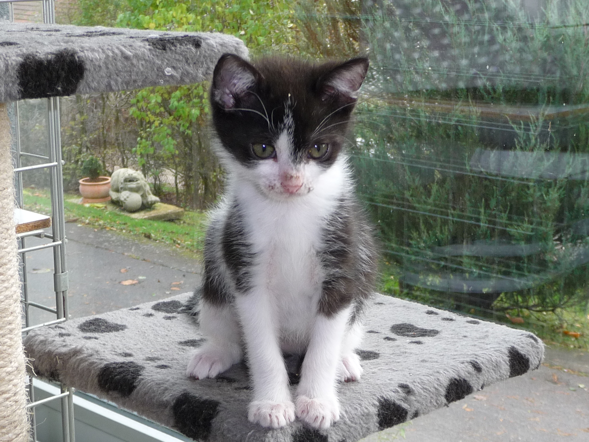 -vermittelt- Charlie (geb. 08/14) – kleines dankbares Katerchen sucht Familie