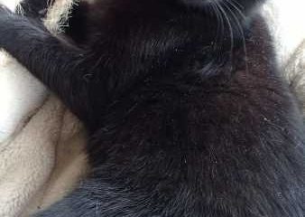 -vermittelt- Cherie (*geb. 09/22)