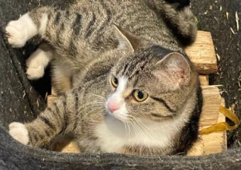 Katze Chilli in Dittelbrunn verschwunden