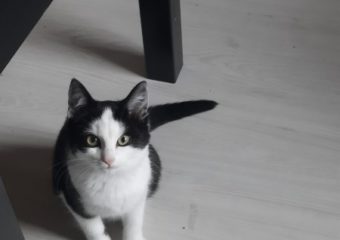 -vermittelt- Süße Kuhkatze Chosy (*geb. 08/2022)