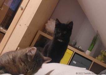 -vermittelt- Prinzessin Cleo (*geb. 08/2022)