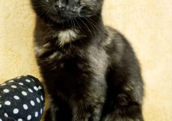 -vermittelt- Chloé (*geb. 09/2023) – Zartes und zauberhaftes Elfchen sucht Zuhause für märchenhaftes Happy End