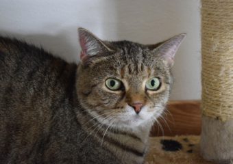 -vermittelt- Cookie (braungetigert) & Pepper (schwarz) geb. 2013 suchen ein neues Zuhause in Wohnungshaltung, können gerne auch getrennt vermittelt werden