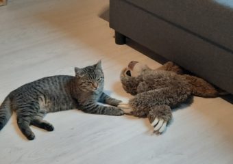 -vermittelt- Tigerjunge Cooper (*geb.08/2022)