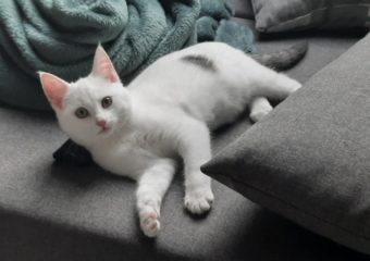 -vermittelt- Gesprächiger Katerbub Cyrus (*geb. 08/22)