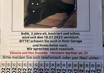 Kater Rafik in 97424 Schweinfurt vermisst