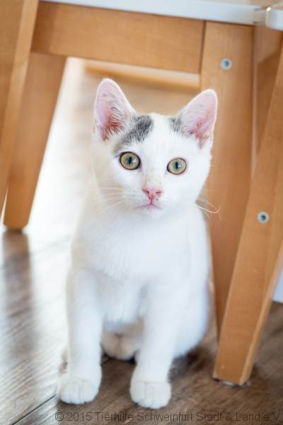 -vermittelt- Kati, Jumi und Zuma (geb. 08/21) – die kätzische Paw Patrol sucht neue Abenteuerbucht