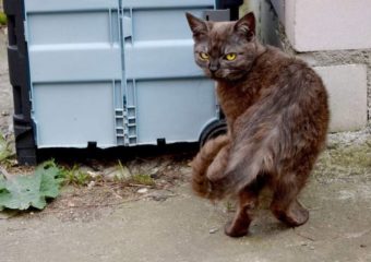 Vorstellung von Dauerpflegi Brownie
