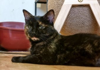 -vermittelt- Diara (*geb. 09/2020)- Herzensdame sucht ein schönes Zuhause!