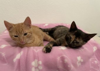 -vermittelt- Buffy, Faith und Dizzel (geb. Mai 2023)