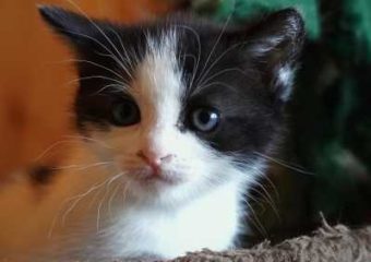 -vermittelt- Dori (geb. 01.05.23) verspielte, kinderliebe Maus sucht ihr für immer Zuhause