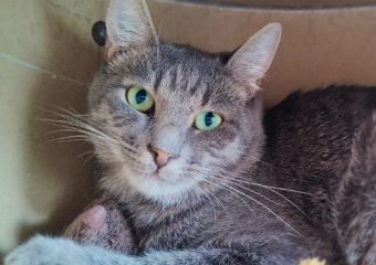 -vermittelt- Dream (geboren 2022) – sozialer Kater sucht Katzenkumpel