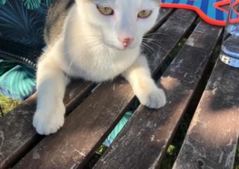 Dusty (*geb. 04/2019) – Verspielter, kinderfreundlicher Abenteurer sucht liebevolles (Einzel-) zuhause mit Freigang