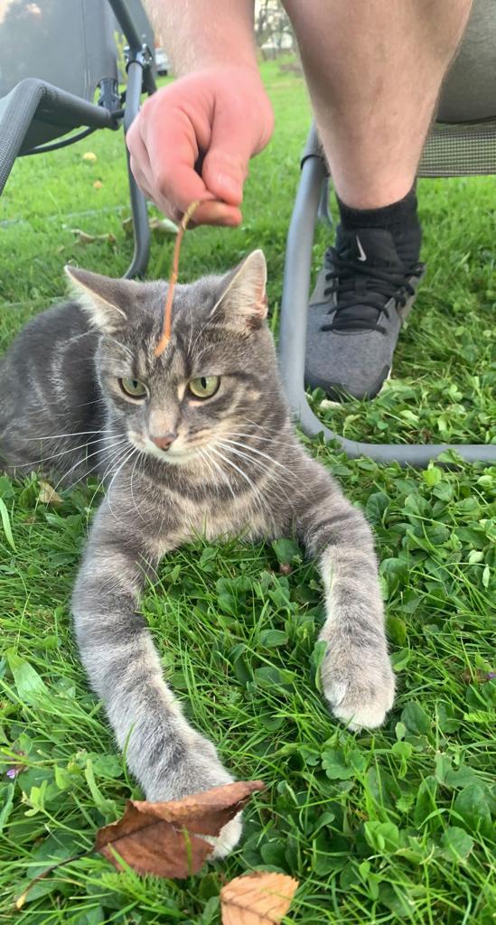 Katze Charlie in 97705 Burkardroth vermisst